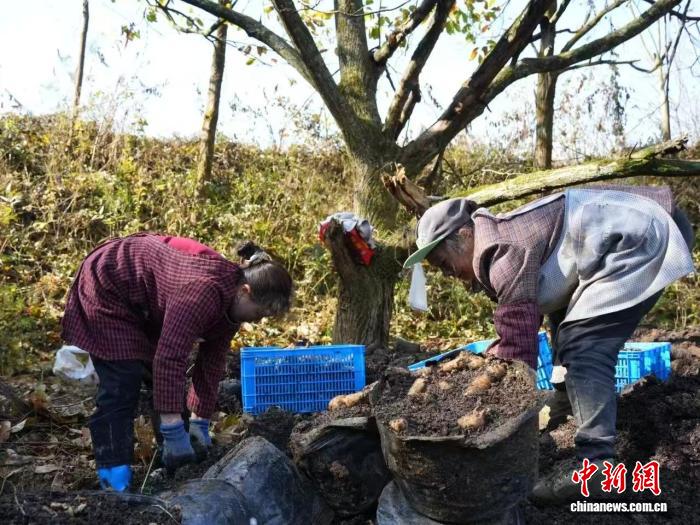 （乡村行·看振兴）贵州德江：林下生金 天麻年产值超5亿元